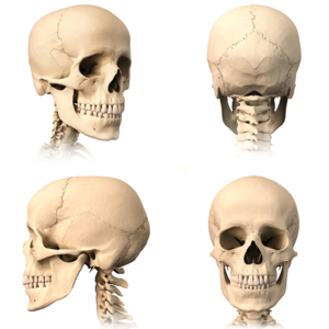 Temporomandibular 2